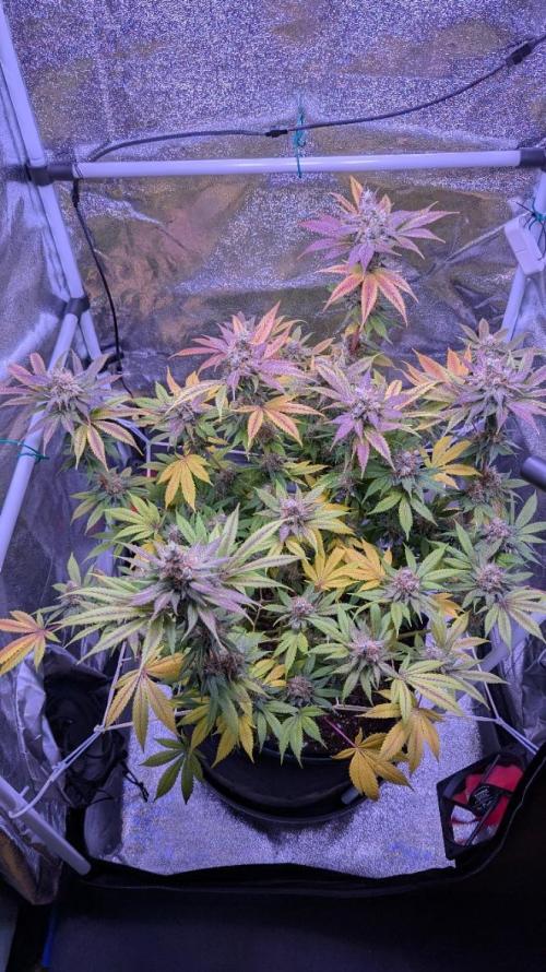 Critical Kush 60x60 (Gelato #45 RIP). Week 14