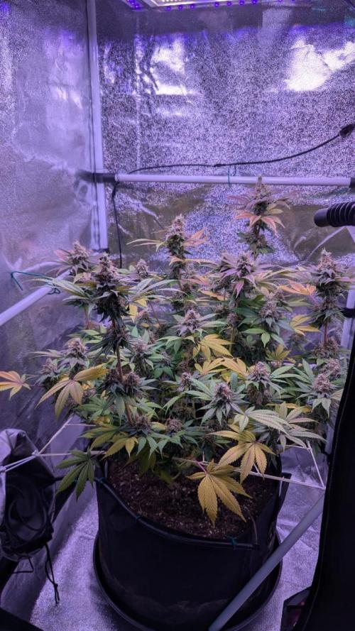 Critical Kush 60x60 (Gelato #45 RIP). Week 14