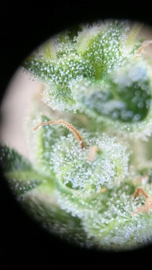 Ananas Express + Amnesia (Auto, Outdoor). Week 11 - Ananas