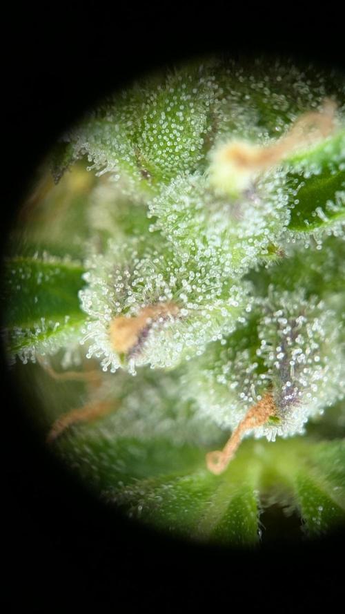 Ananas Express + Amnesia (Auto, Outdoor). Week 11 - Ananas