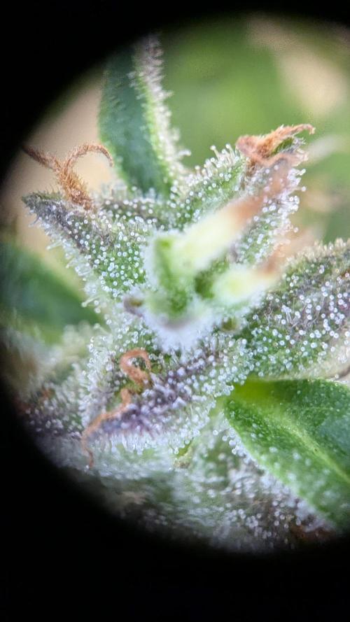 Ananas Express + Amnesia (Auto, Outdoor). Week 11 - Amnesia