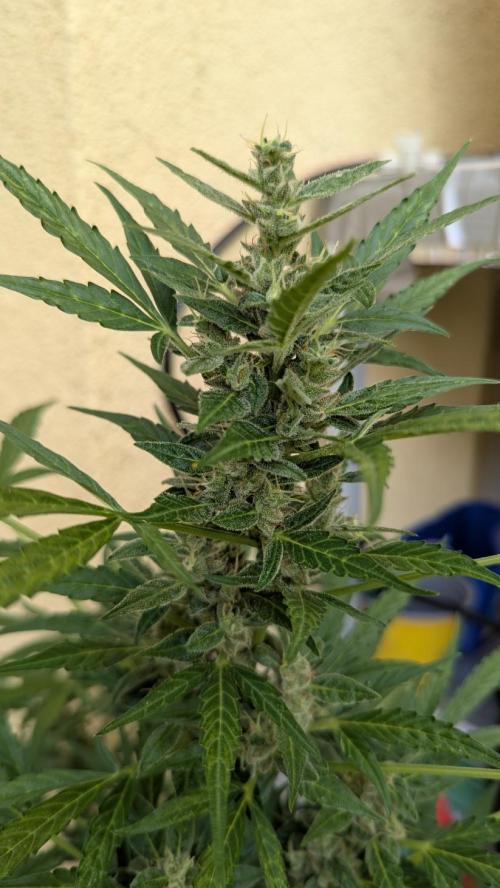 Ananas Express + Amnesia (Auto, Outdoor). Week 11 - Ananas