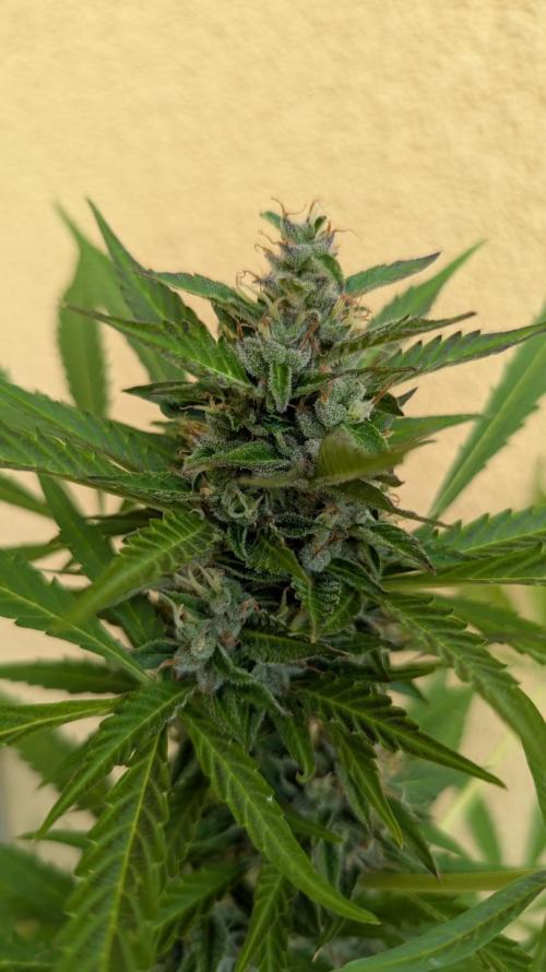 Ananas Express + Amnesia (Auto, Outdoor). Week 11 - Amnesia