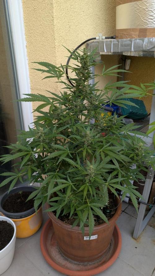 Ananas Express + Amnesia (Auto, Outdoor). Week 11 - Ananas