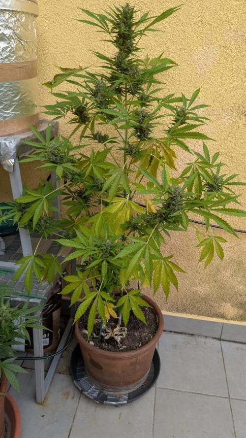 Ananas Express + Amnesia (Auto, Outdoor). Week 11 - Amnesia