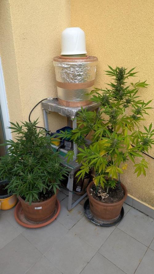 Ananas Express + Amnesia (Auto, Outdoor). Week 11