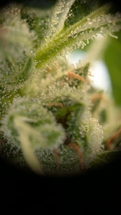 Ananas Express + Amnesia (Auto, Outdoor). Week 12 - Ananas