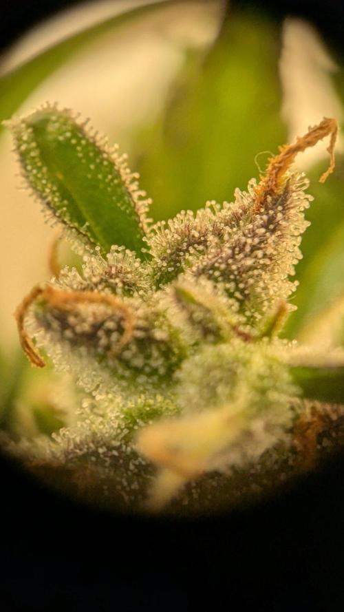 Ananas Express + Amnesia (Auto, Outdoor). Week 12 - Amnesia