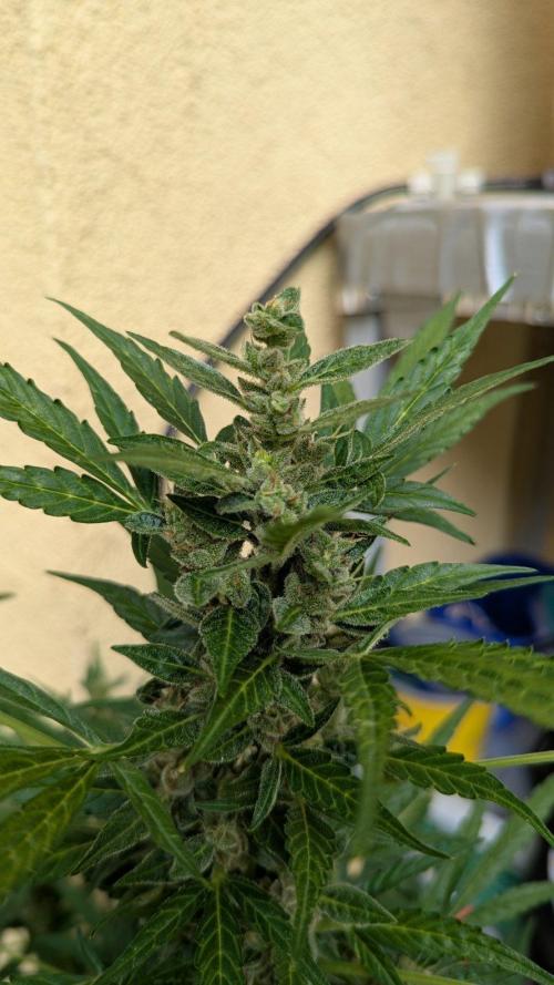 Ananas Express + Amnesia (Auto, Outdoor). Week 12 - Ananas
