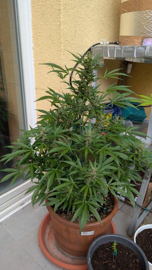 Ananas Express + Amnesia (Auto, Outdoor). Week 12 - Ananas