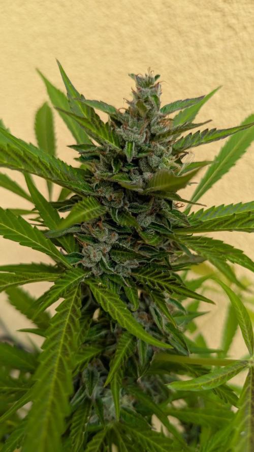 Ananas Express + Amnesia (Auto, Outdoor). Week 12 - Amnesia