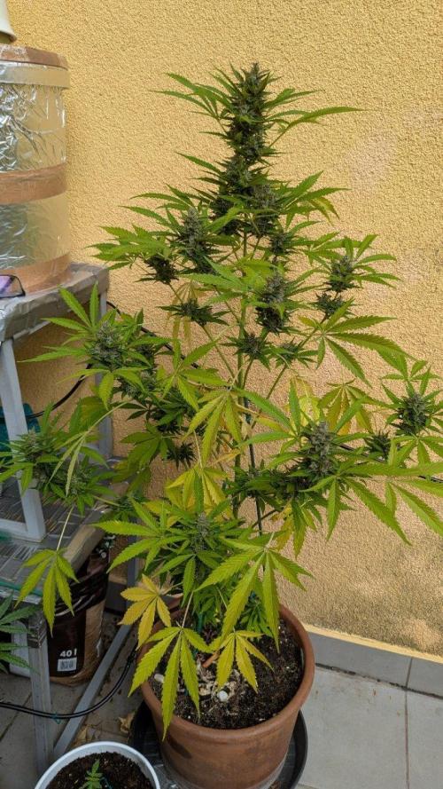 Ananas Express + Amnesia (Auto, Outdoor). Week 12 - Amnesia