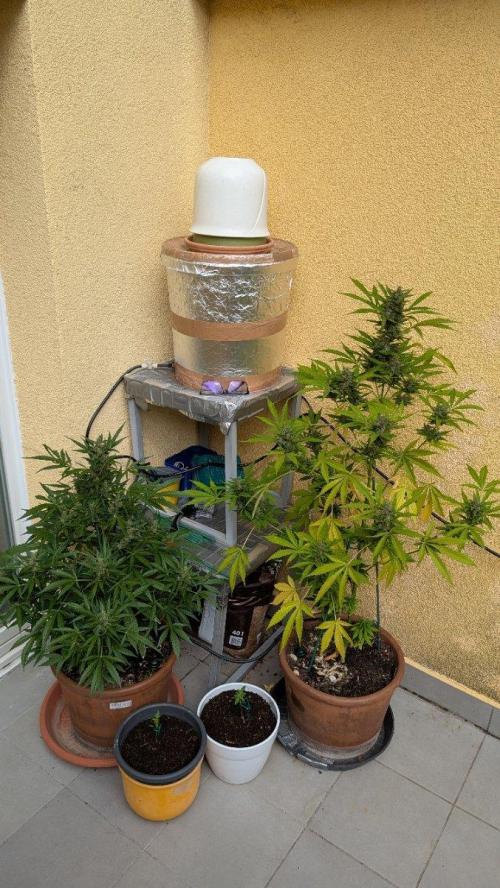 Ananas Express + Amnesia (Auto, Outdoor). Week 12