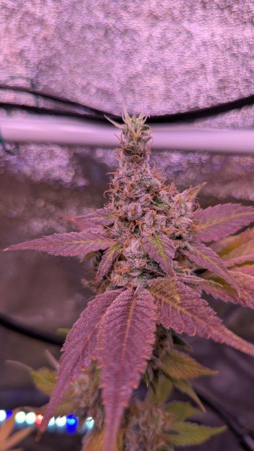 Critical Kush 60x60 (Gelato #45 RIP). Week 15
