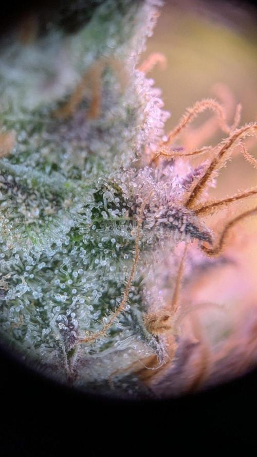Critical Kush 60x60 (Gelato #45 RIP). Week 15