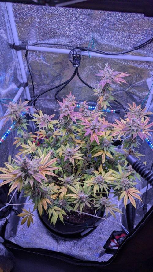 Critical Kush 60x60 (Gelato #45 RIP). Week 15