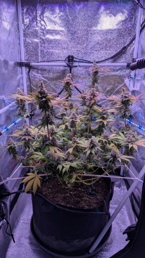 Critical Kush 60x60 (Gelato #45 RIP). Week 15