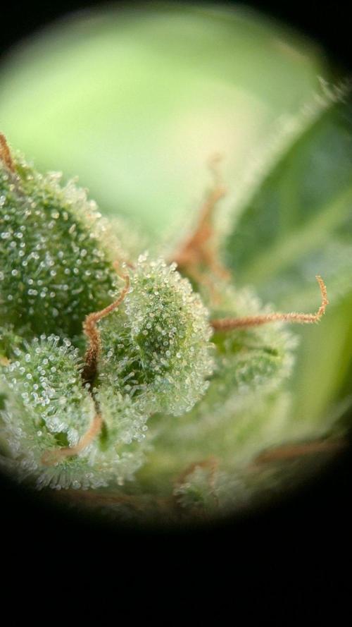 Ananas Express + Amnesia (Auto, Outdoor). Week 13