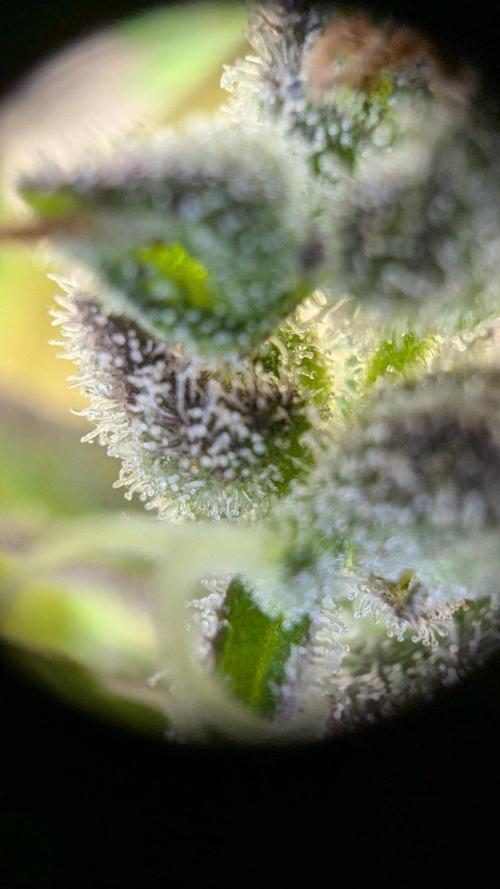 Ananas Express + Amnesia (Auto, Outdoor). Week 13
