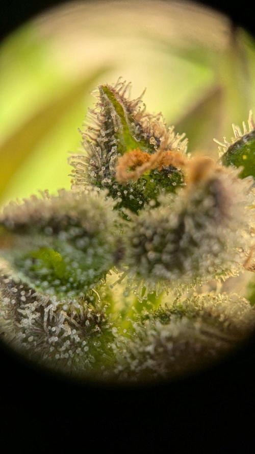 Ananas Express + Amnesia (Auto, Outdoor). Week 13