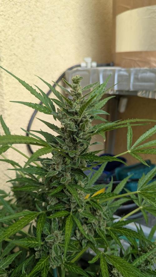 Ananas Express + Amnesia (Auto, Outdoor). Week 13