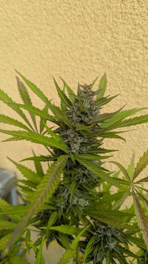 Ananas Express + Amnesia (Auto, Outdoor). Week 13