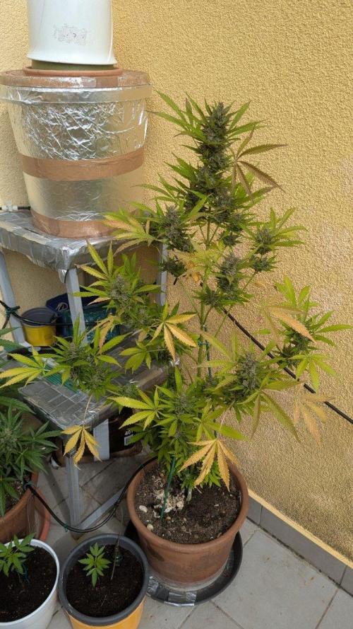 Ananas Express + Amnesia (Auto, Outdoor). Week 13