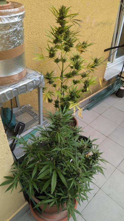 Ananas Express + Amnesia (Auto, Outdoor). Week 13