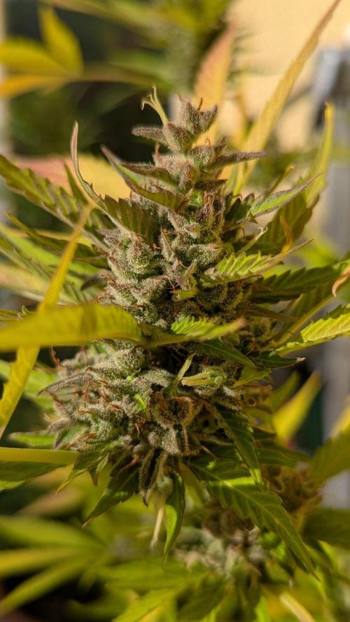 Ananas Express + Amnesia (Auto, Outdoor). Week 14