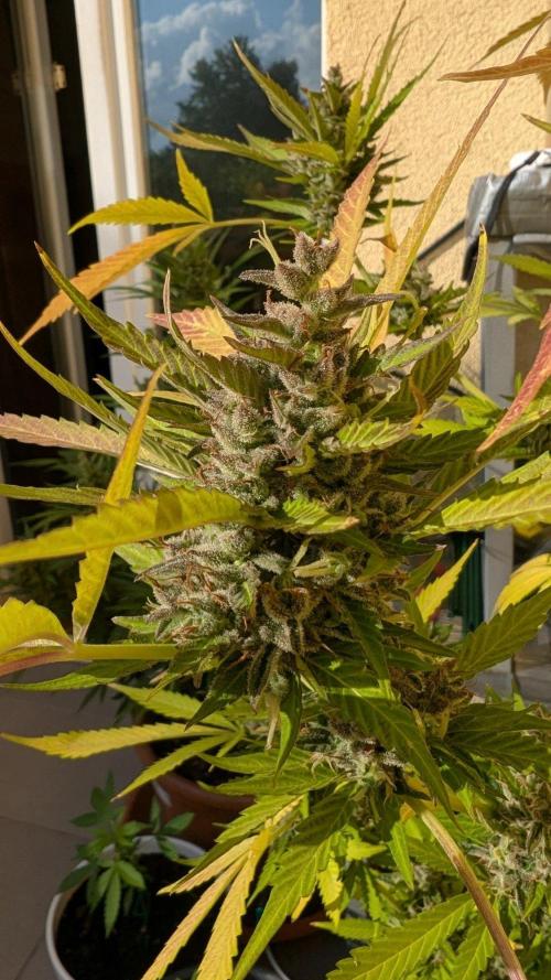 Ananas Express + Amnesia (Auto, Outdoor). Week 14