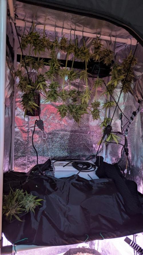 Ananas Express + Amnesia (Auto, Outdoor). Week 14