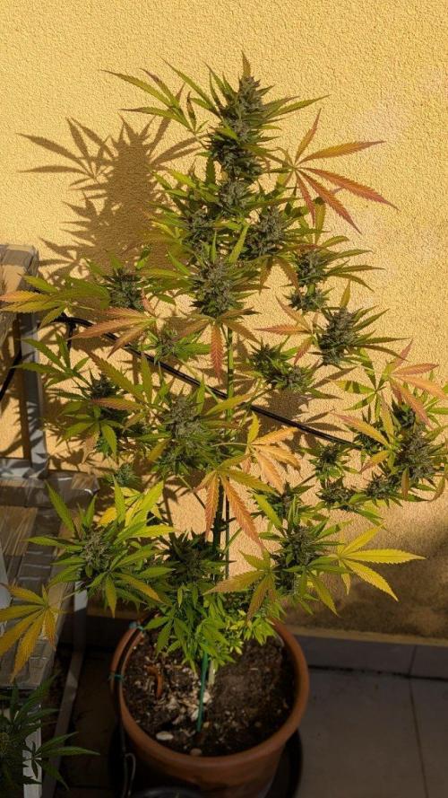 Ananas Express + Amnesia (Auto, Outdoor). Week 14