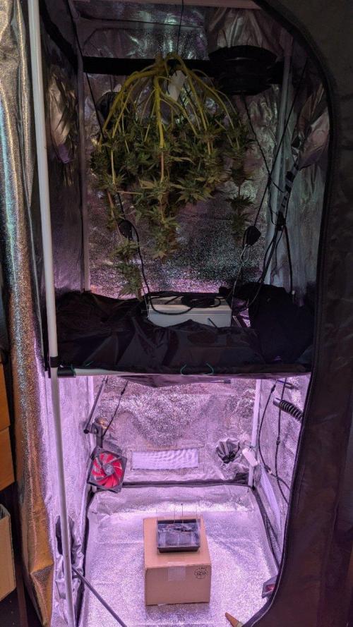 Critical Kush 60x60 (Gelato #45 RIP). Week 16