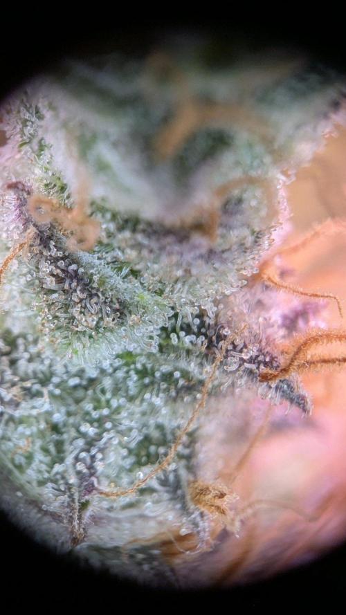 Critical Kush 60x60 (Gelato #45 RIP). Week 16