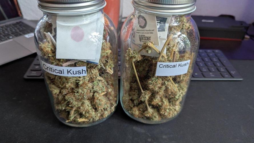 Critical Kush 60x60 (Gelato #45 RIP). Week 16
