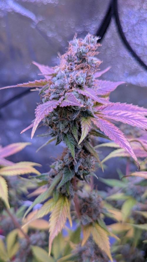 Critical Kush 60x60 (Gelato #45 RIP). Week 16