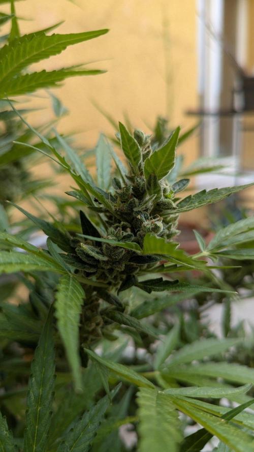 Ananas Express + Amnesia (Auto, Outdoor). Week 14