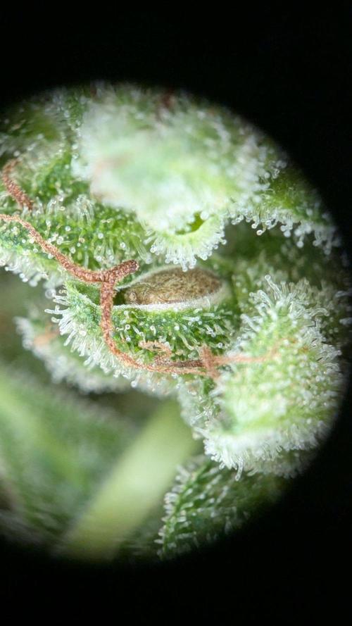 Ananas Express + Amnesia (Auto, Outdoor). Week 14