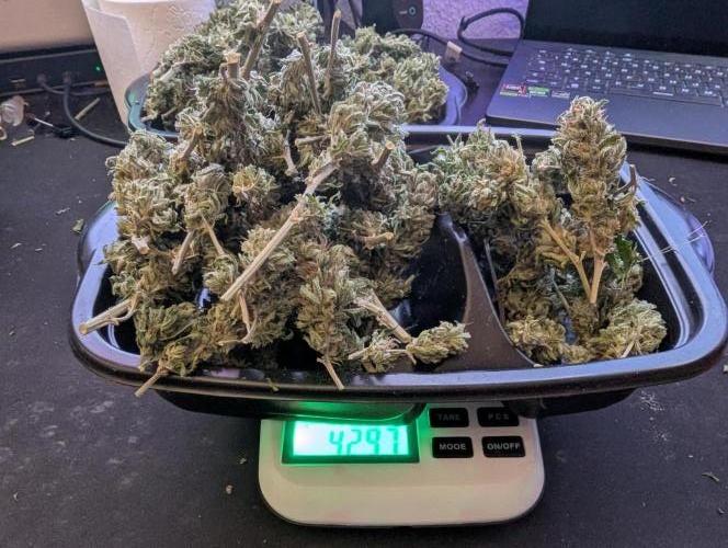 Outdoor 2x Critical Kush 3x GMO Fast. Week 32 - Trocken Kush