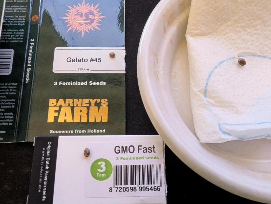 GMO Fast+Gelato #45+WeWillSee-Seed ;-). Week 0