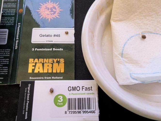 GMO Fast+Gelato #45+WeWillSee-Seed ;-). Week 0