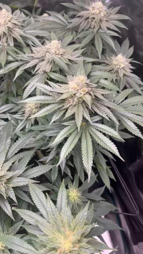 Grow 1