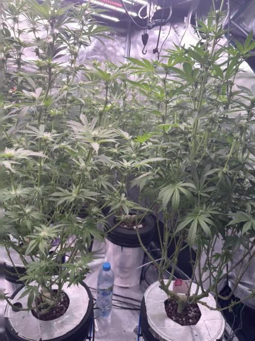 My biggest FIRST grow