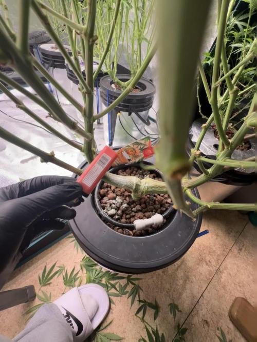 My biggest FIRST DWC grow