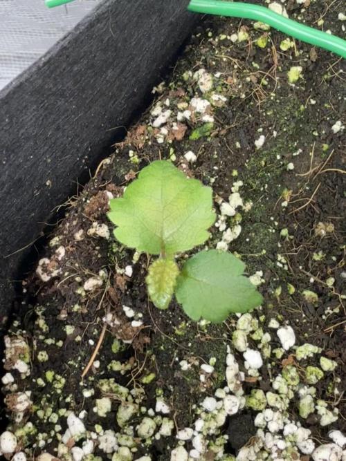 My first Auto Coco grow