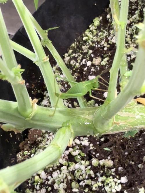 My first Auto Coco grow