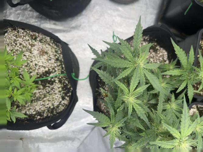 My first Auto Coco grow