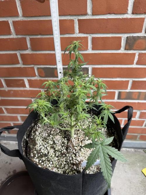 My first Auto Coco grow