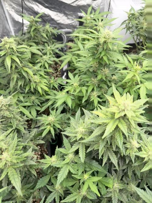 (25.06.2025)My first Auto Coco grow