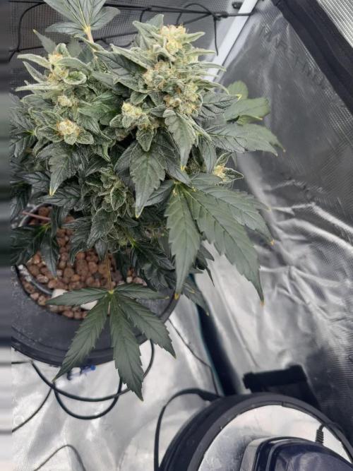 Second Hydro Grow